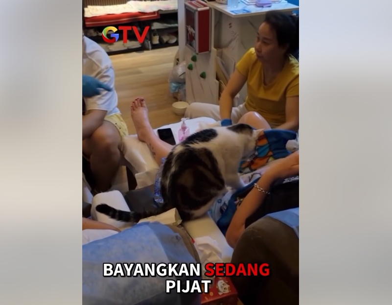 Spa Unik di Hong Kong Tawarkan ‘Cat Massage’ Pertama di Dunia